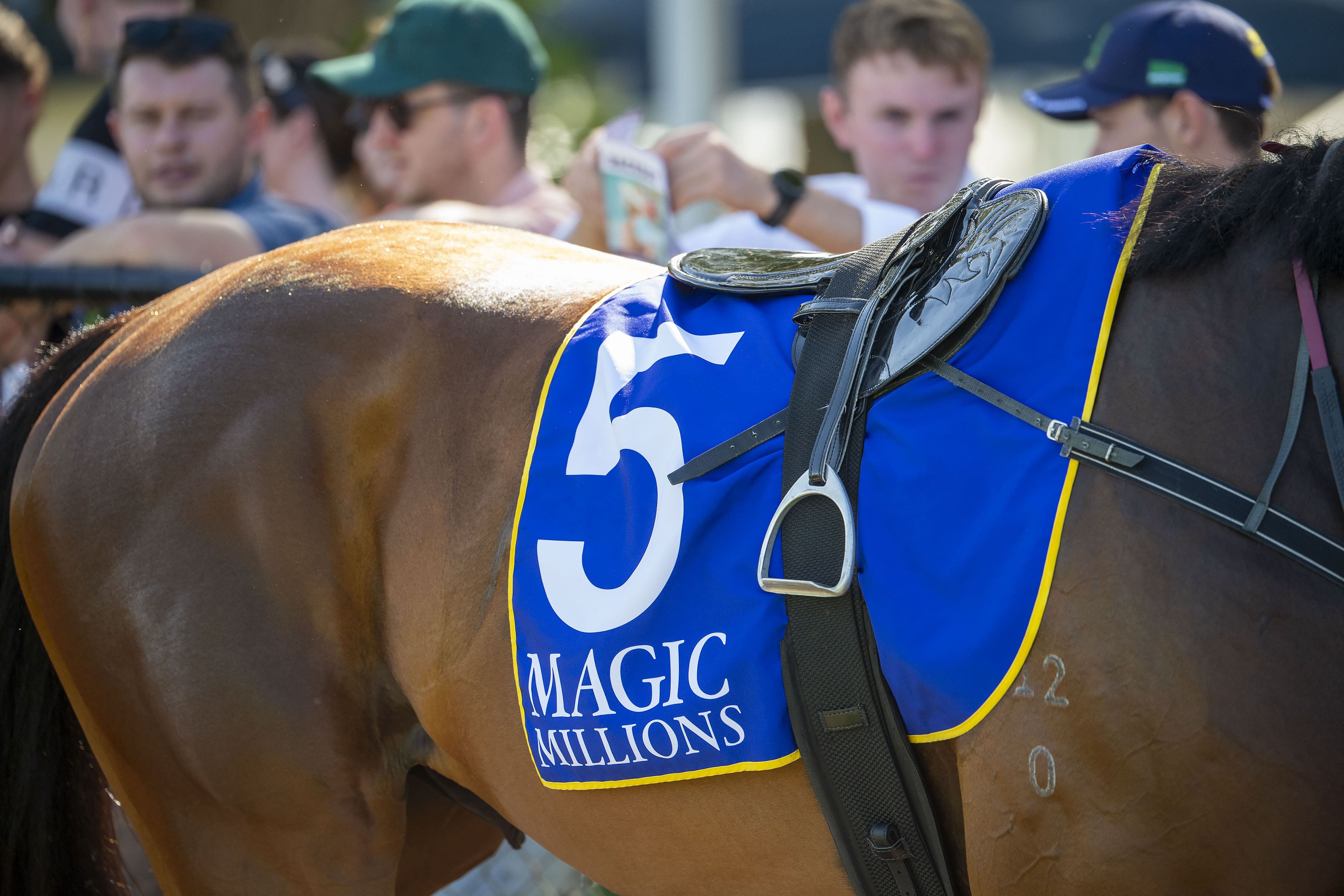 Feature race day at Pinjarra Park