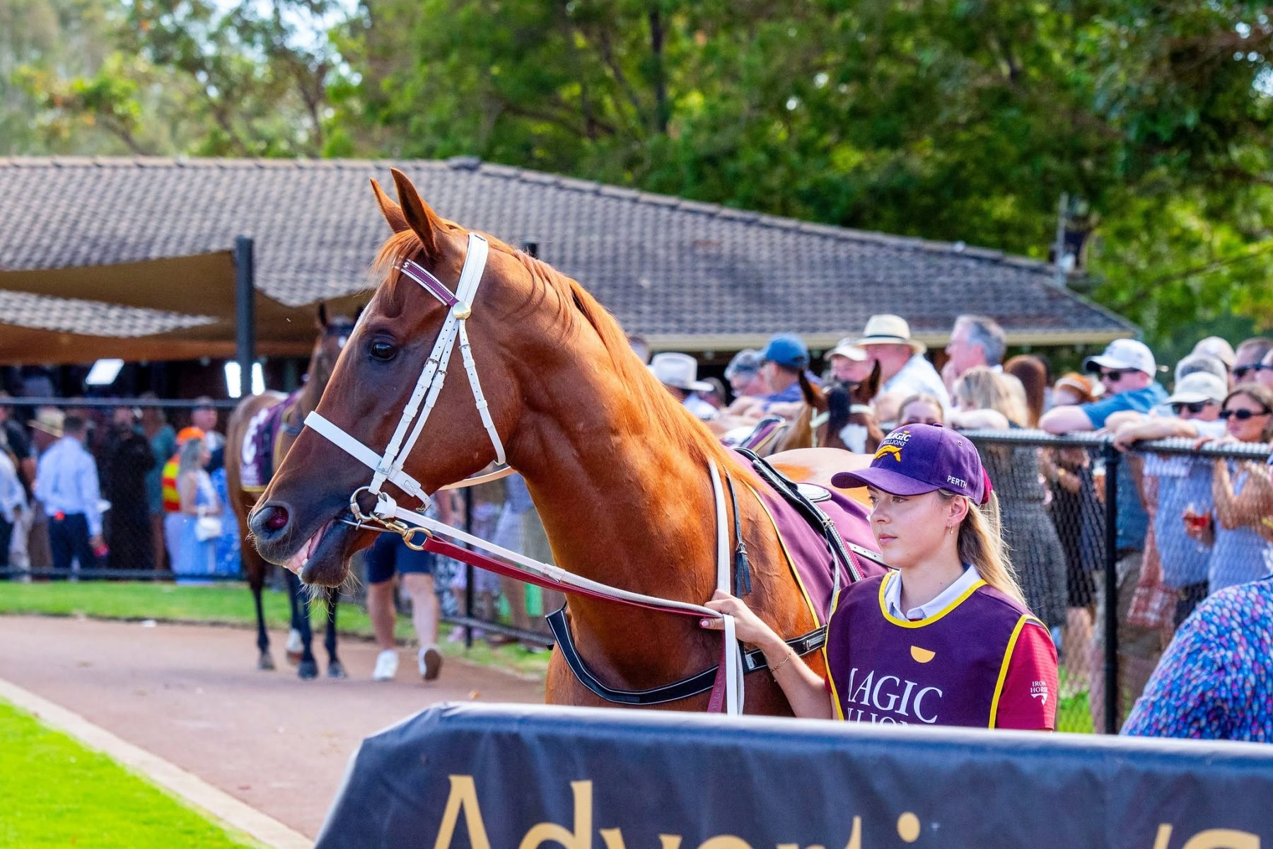 A runner in the mounting yard at Pinjarra Park